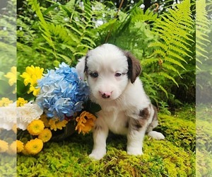 Miniature Australian Shepherd Puppy for sale in SANDOWN, NH, USA