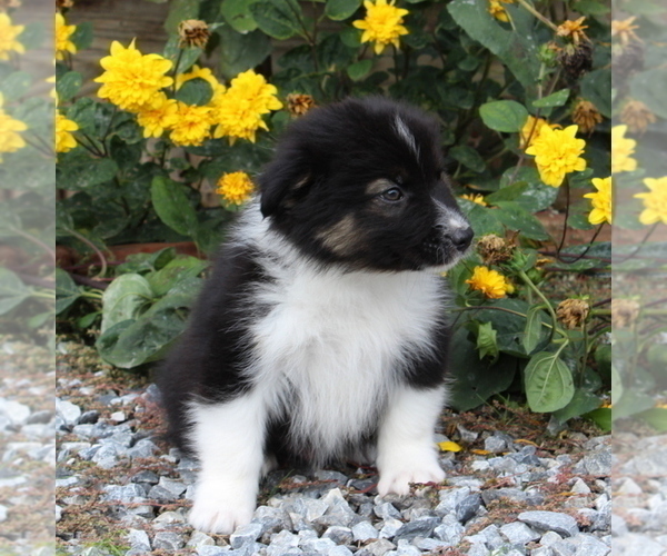 Medium Photo #2 Australian Shepherd Puppy For Sale in STRASBURG, PA, USA