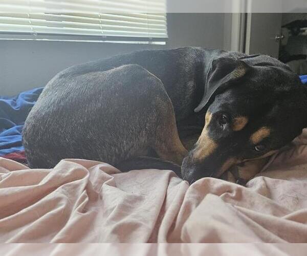 Medium Photo #1 Doberman Pinscher-Unknown Mix Puppy For Sale in San Antonio, TX, USA