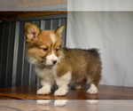 Puppy Coco Pembroke Welsh Corgi