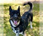 Small #1 Gerberian Shepsky