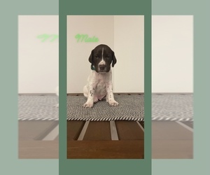 German Shorthaired Pointer Puppy for sale in EL CAJON, CA, USA