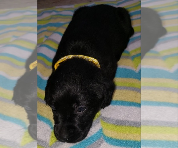 Medium Photo #121 Labrador Retriever Puppy For Sale in OLYMPIA, WA, USA