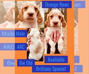 Brittany Puppy for Sale in CALHOUN, Georgia USA