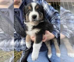 Medium Australian Shepherd