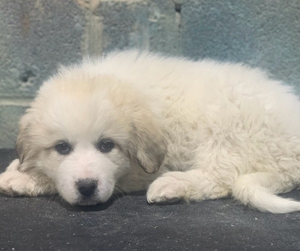 Medium Photo #2 Great Pyrenees Puppy For Sale in GRETNA, VA, USA
