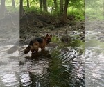 Small Photo #111 German Shepherd Dog Puppy For Sale in LA FAYETTE, NY, USA