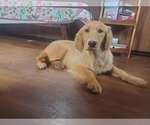 Small #4 Golden Retriever