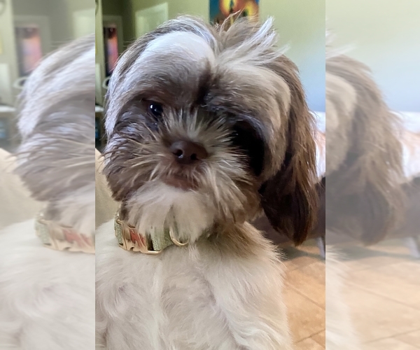 Medium Photo #1 Aussiedoodle Miniature -Shih Tzu Mix Puppy For Sale in MARSHALL, MI, USA