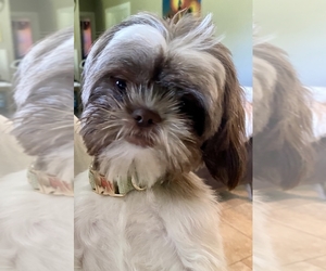 Mother of the Aussiedoodle Miniature -Shih Tzu Mix puppies born on 10/17/2025