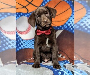 Labrador Retriever Puppy for sale in KIRKWOOD, PA, USA
