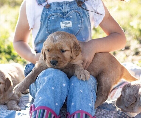 Medium Photo #3 Golden Retriever Puppy For Sale in BYERS, CO, USA