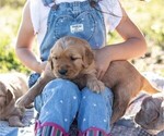 Small #2 Golden Retriever