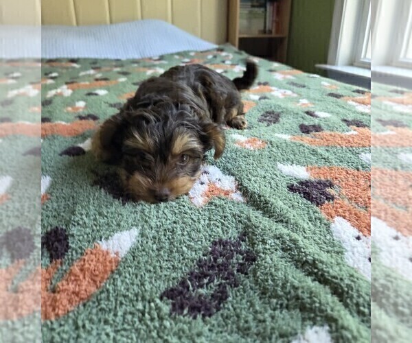 Medium Photo #10 Yorkshire Terrier Puppy For Sale in RHOADESVILLE, VA, USA