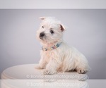 Small Photo #9 West Highland White Terrier Puppy For Sale in PLEASANTON, KS, USA