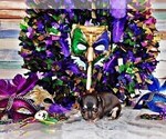 Small #9 Chihuahua