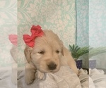 Small Photo #5 Golden Retriever Puppy For Sale in SACRAMENTO, CA, USA