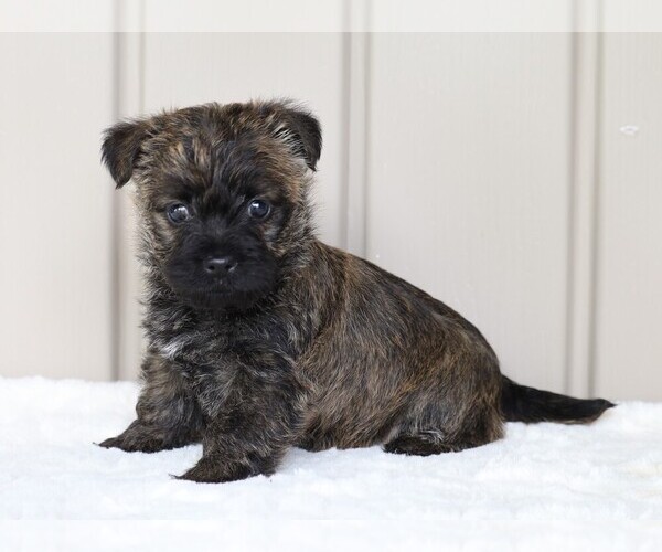 Medium Photo #1 Cairn Terrier Puppy For Sale in FREDERICKSBG, OH, USA