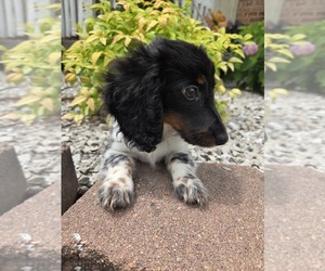Dachshund Puppy for sale in SEDALIA, MO, USA
