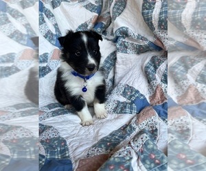 Shetland Sheepdog Puppy for sale in KINGSPORT, TN, USA