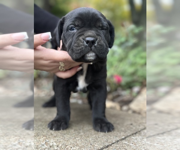 Medium Photo #4 Cane Corso Puppy For Sale in COLLINSVILLE, IL, USA