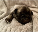 Puppy 4 Pug