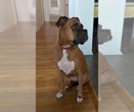Small #5 Boxer