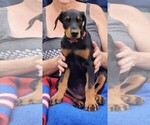 Puppy Bright pink Doberman Pinscher