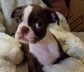 Small Photo #1 Buggs Puppy For Sale in WITTMANN, AZ, USA