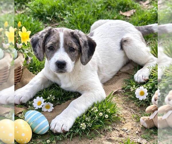 Medium Photo #4 Borador Puppy For Sale in Yardley, PA, USA