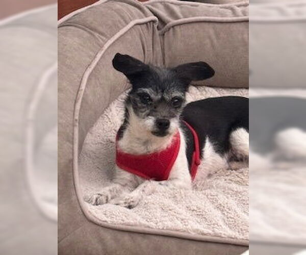 Medium Photo #1 Chihuahua Puppy For Sale in Chandler, AZ, USA