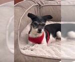 Small Chihuahua