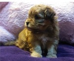 Small Photo #3 Shih-Poo Puppy For Sale in SAN ANTONIO, TX, USA