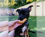 Small #38 American Pit Bull Terrier Mix