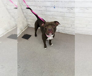 Mutt Dogs for adoption in San Bernardino, CA, USA