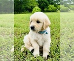 Small Photo #28 Golden Retriever Puppy For Sale in AMITY, AR, USA