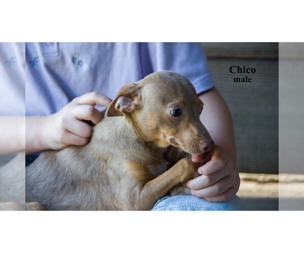 Medium Photo #13 Chihuahua Puppy For Sale in CLARE, MI, USA