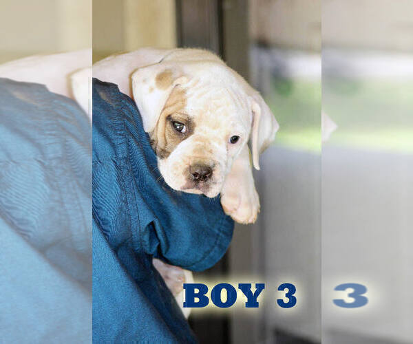 Medium Photo #27 American Bulldog Puppy For Sale in PARIS, TN, USA