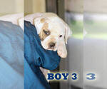 Small #26 American Bulldog