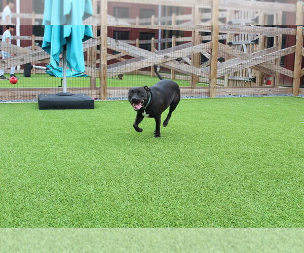 Medium Photo #6 Mutt Puppy For Sale in Chestertown, MD, USA