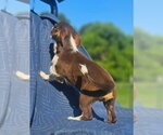 Small #7 Australian Shepherd-Chihuahua Mix
