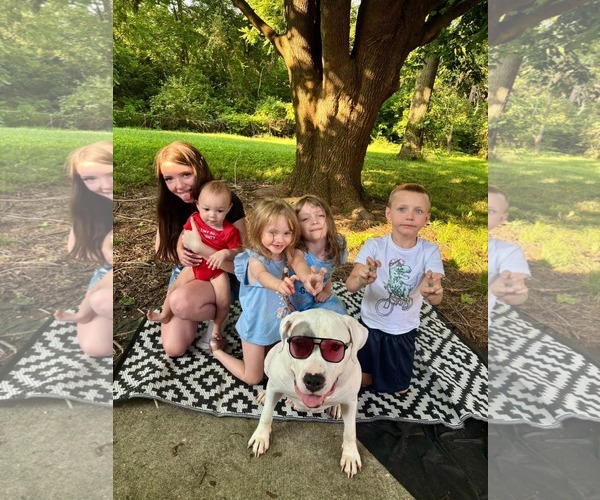 Medium Photo #5 American Bulldog-Unknown Mix Puppy For Sale in Germantown, OH, USA