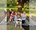 Small #4 American Bulldog Mix