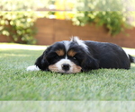 Puppy 6 Cavalier King Charles Spaniel
