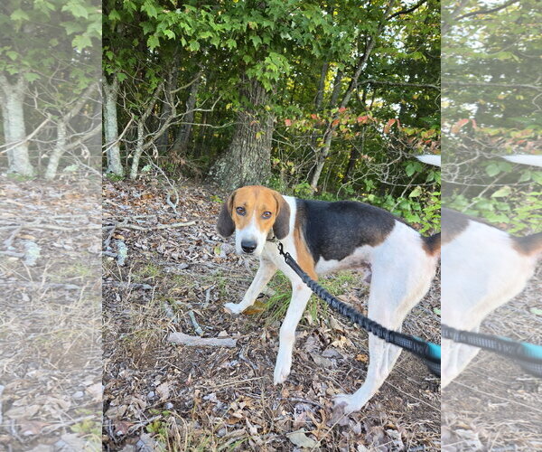 Medium Photo #7 Mutt Puppy For Sale in Rustburg, VA, USA