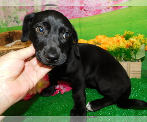 Border Collie-Dachshund Mix Puppy for sale in HAMMOND, IN, USA