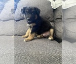 Small #16 German Shepherd Dog