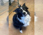 Small Border Collie