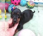 Small #3 Dachshund