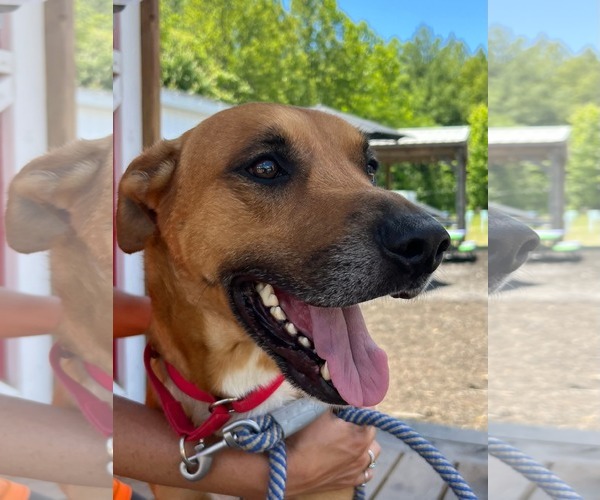 Medium Photo #5 Mutt Puppy For Sale in Rustburg, VA, USA